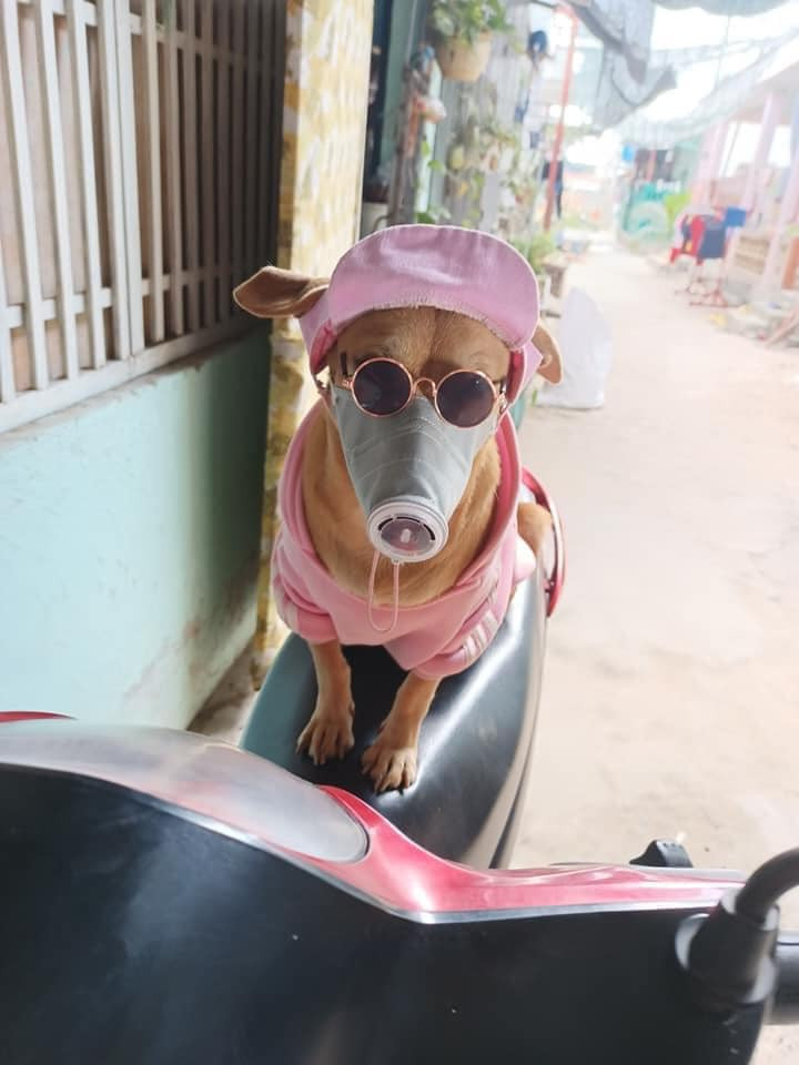 Chiếc khẩu trang "bản hiếm" này ngay lập tức gây bão, khi được thiết kế vừa khít với mõm của chú chó, đi kèm với chiếc kính đen trông chú chó này vô cùng ngộ nghĩnh, hài hước. Ảnh: Nguyễn Linh Đa