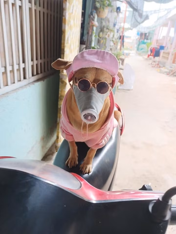 Chiếc khẩu trang "bản hiếm" này ngay lập tức gây bão, khi được thiết kế vừa khít với mõm của chú chó, đi kèm với chiếc kính đen trông chú chó này vô cùng ngộ nghĩnh, hài hước. Ảnh: Nguyễn Linh Đa