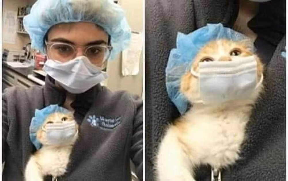 Một số thú cưng cũng được chủ nhân của mình trang bị những đồ bảo hộ hết sức hài hước.