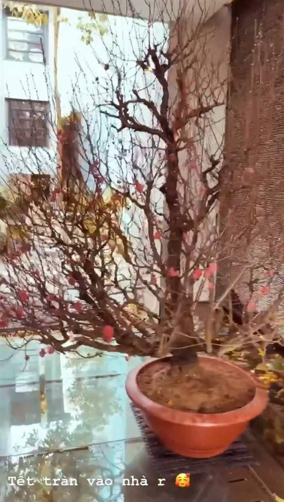 Nhìn vào chậu đào Tết này của nhà Phanh Lee chắc chắn không hề rẻ chút nào.