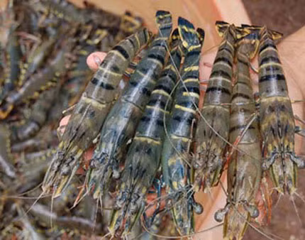 Cách làm món tôm rang muối: Tôm rửa sạch sau đó dùng kéo cắt bỏ râu và chân tôm. Dùng dao cắt nhẹ phần lưng tôm, rút bỏ tĩnh mạch để con tôm cong lên khi chiên. Sau đó, rửa lại bằng nước lạnh và để ráo. Bạn nên giữ nguyên vỏ tôm để ăn giòn hơn và cũng giúp thịt tôm không bị dai nếu cho bé ăn.