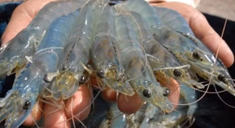 Cách làm tôm xóc tỏi trong 10 phút. Đầu tiên bạn hãy rửa sạch tôm, cắt bỏ râu chân, bóc bỏ phần chất thải và để ráo nước.