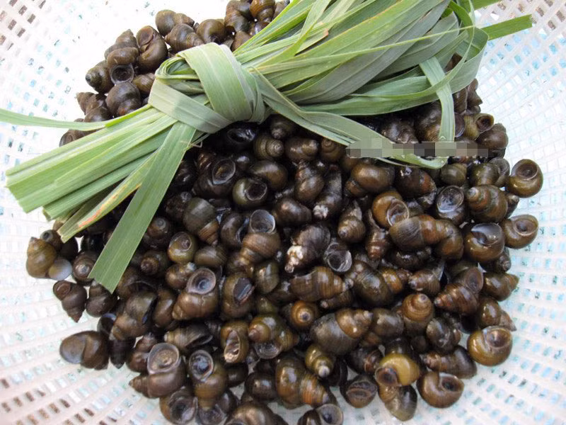 Để chế biến gỏi ốc đắng, đầu tiên ốc đắng sau khi bắt, mua về hãy cho vào thùng với ít nước dùng tay xát kĩ con ốc cho sạch đất và rong rêu. Tiếp tục, đổ ốc vào chậu ngâm với nước lạnh cùng vài trái ớt sừng đâm giập, trong khoảng 1 tiếng cho ốc nhả hết chất bẩn trong miệng ra.