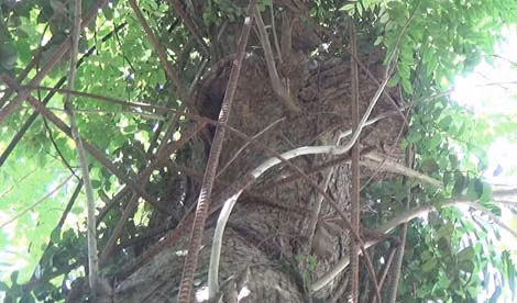 Chet cuoi chuyen ca lang thuc trang chong ke trom sua-Hinh-2