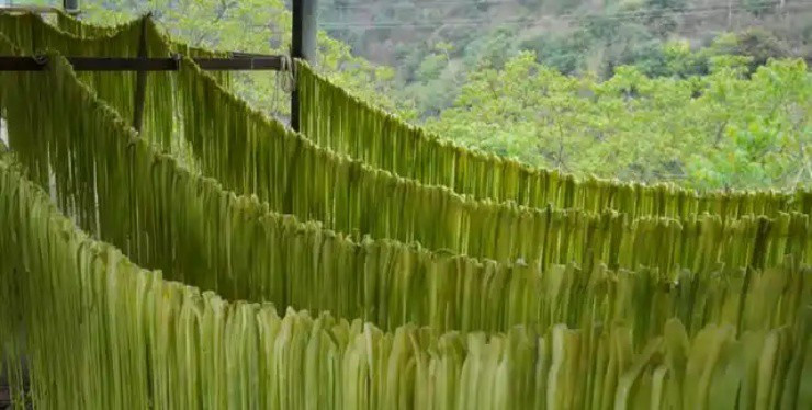 Từ chàng trai khuyết tật đến chủ trang trại rau - Hình 2 Tu chang trai khuyet tat den chu trang trai rau-Hinh-2