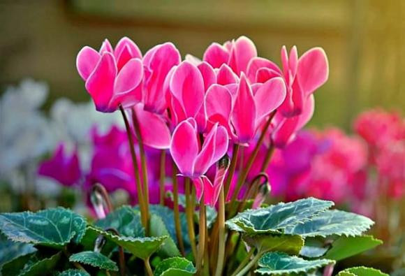 Loại hoa 'đẻ ra vàng', dễ trồng và mang đến tài lộc - Hình 3 Loai hoa 'de ra vang', de trong va mang den tai loc-Hinh-3