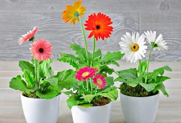 Loại hoa 'đẻ ra vàng', dễ trồng và mang đến tài lộc - Hình 2 Loai hoa 'de ra vang', de trong va mang den tai loc-Hinh-2