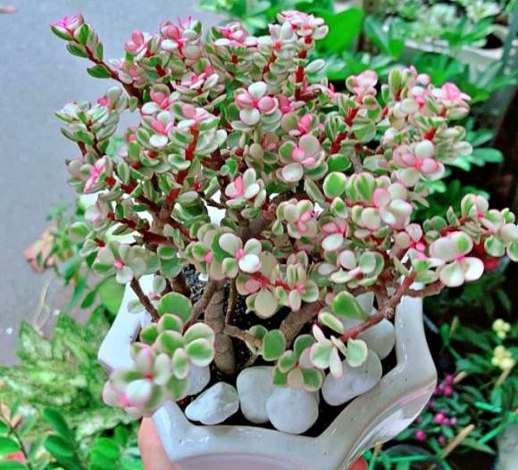 Loại hoa 'đẻ ra vàng', dễ trồng và mang đến tài lộc Loai hoa 'de ra vang', de trong va mang den tai loc