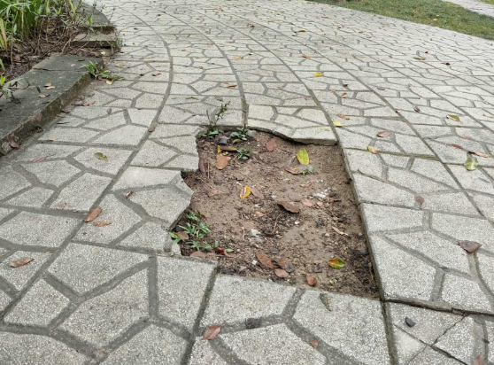 Đường đi cũng nứt vỡ, gây nguy hiểm cho người qua lại. 