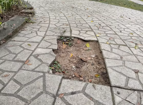 Đường đi cũng nứt vỡ, gây nguy hiểm cho người qua lại. 