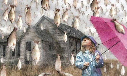 Theo mô tả của người dân, cơn mưa cá mới nhất tại thành phố Departamento de Yoro: Bầu trời xuất hiện những đám mây đen lớn phủ khắp một vùng, tiếp sau đó là sấm chớp rền rĩ, gió thổi mạnh trước khi cơn mưa rào kéo dài 2-3 giờ ập đến. Ngay khi trời tạnh, hàng trăm con cá còn sống rơi ào ào xuống đường phố. Người ta cũng không ngần ngại nhặt về nấu ăn, coi như “lộc trời”. Dù một số nhà khoa học đã cố gắng giải thích rằng đó là sự kiện khí tượng học rất tự nhiên, nhưng vẫn không đủ sức thuyết phục số đông. Bởi, trong những cơn mưa ấy, không hề có cá biển mà chỉ có cá nước ngọt, không lớn mà rất nhỏ, là loại cá không có ở trong vùng.