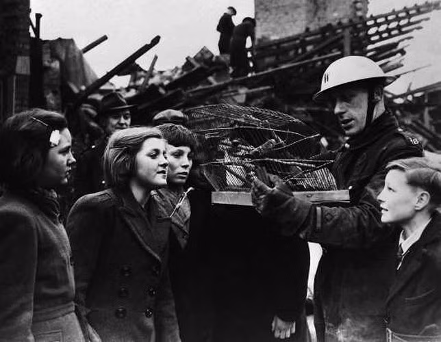 Một người lính cứu hỏa cầm trên tay chiếc lồng chim bẹp dúm do bom đạn. Nhưng điều kỳ lạ là chú chim trong lồng vẫn sống sót.