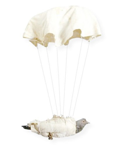 Những con chim bồ câu của Anh được thả xuống các khu vực bị chiếm đóng, yêu cầu những người dân địa phương viết ra vị trí của quân đội ở đó rồi gắn vào con chim và thả nó ra. Quân Đức đã sớm phát hiện ra điều này nên đã thay thế những con chim bồ câu này bằng chim bồ câu của họ và sau đó chúng sẽ bay trở lại Đức.