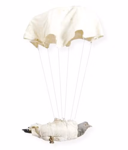 Những con chim bồ câu của Anh được thả xuống các khu vực bị chiếm đóng, yêu cầu những người dân địa phương viết ra vị trí của quân đội ở đó rồi gắn vào con chim và thả nó ra. Quân Đức đã sớm phát hiện ra điều này nên đã thay thế những con chim bồ câu này bằng chim bồ câu của họ và sau đó chúng sẽ bay trở lại Đức.