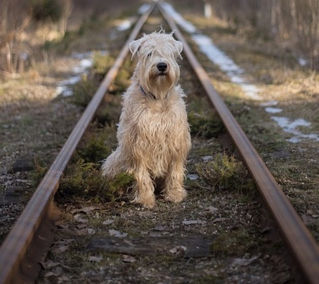 Montana: Dẫn động vật vào đường ray xe lửa với mục đích làm hư hại đường sắt có thể dẫn đến phạt tiền lên đến 50.000 USD, ngồi tù không quá 5 năm và các hậu quả khác.