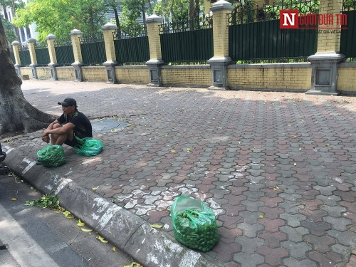 Tranh thủ mùa sấu để kiếm thêm thu nhập