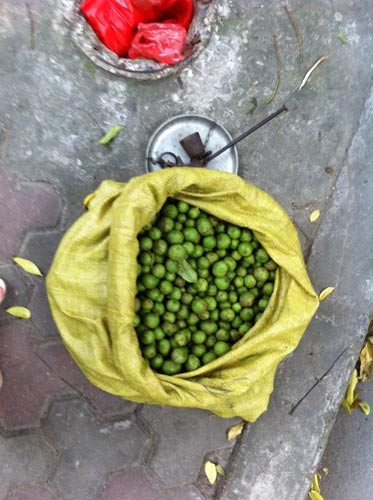 Sấu non hái xuống được bán ngay trên vỉa hè.