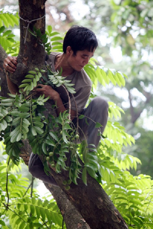 Nhiều người bất chấp nguy hiểm để hái sấu.