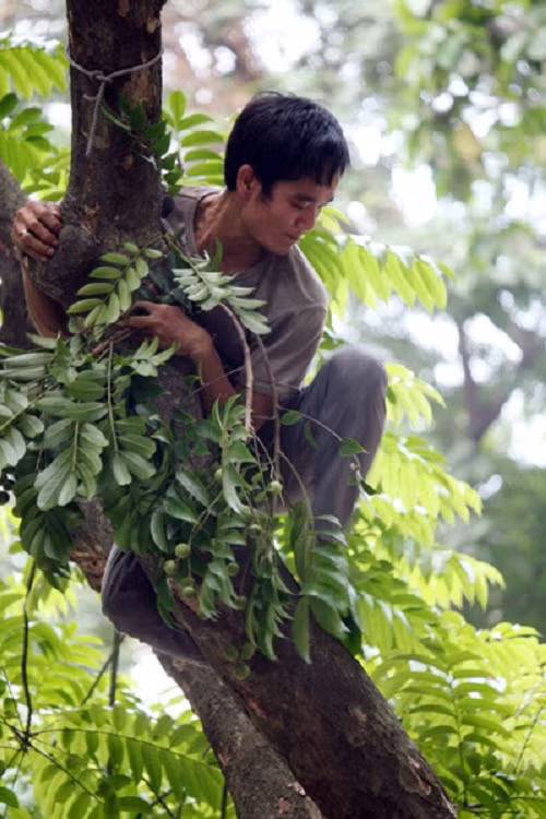 Nhiều người bất chấp nguy hiểm để hái sấu.