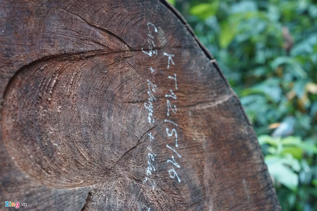 Một cây gỗ được đánh dấu ký hiệu ghi ngày 12/5 vừa qua. Dưới các con số còn ghi nhiều cái tên khác nhau.