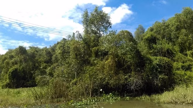 Sau khi hoàn tất các thủ tục, bạn sẽ được chở vào khu rừng tràm bằng ghe. Sau 10 phút, bạn sẽ tới khu rừng.