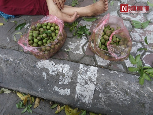 Mỗi kg sấu đầu mùa có giá 50 - 60 ngàn đồng cho mỗi cân.