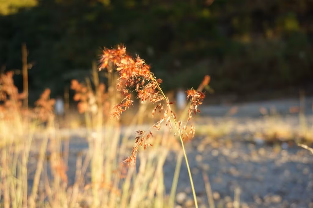 Khung cảnh hai bên đườn đèo những ngày cuối thu tuyệt đẹp.