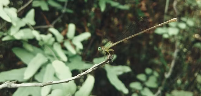 Trên đường đi, bạn cũng dễ dàng bắt gặp được những loài côn trung tuyệt đẹp.