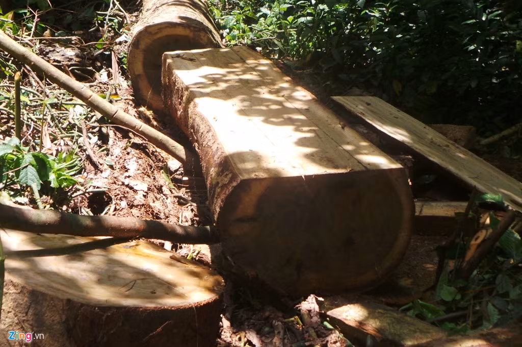 Ông Lê Thế Sự, Giám đốc, kiêm Hạt trưởng Khu bảo tồn thiên nhiên Pù Luông thừa nhận có tình trạng chặt phá rừng diễn ra, song không cung cấp số liệu cụ thể.