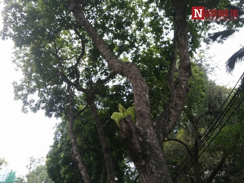 Những hàng cây sấu đang là cần câu cơm của nhiều người