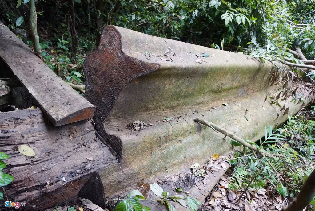 Ghi nhận của Zing.vn, dọc theo lối mòn nhỏ dẫn từ bản Kịt (xã Lũng Cao, huyện Bá Thước) đi sâu vào khu rừng thuộc khu bảo tồn có nhiều cây gỗ lớn bị đốn hạ nằm la liệt tại nhiều vị trí trong rừng. Những cây gỗ xanh tốt khỏe mạnh, hàng chục năm tuổi, hai người ôm không xuể bị cưa chặt phá nằm ngổn ngang.