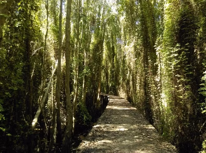 Dọc hai bên đường là những cây tràm cao vút. Ánh sáng len lỏi vào bên trong con đường tạo cho ta một cảm giác như đang lạc vào khu vườn trong truyện cổ tích.