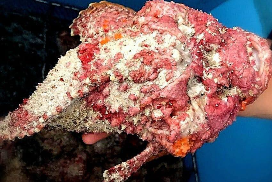 Chúng có vẻ ngoài xấu xí khủng khiếp và có thể ngụy trang trông giống như một viên đá nên còn được gọi là cá đá. Nếu môi trường đủ ẩm, cá có thể sống trên cạn vài ngày. 