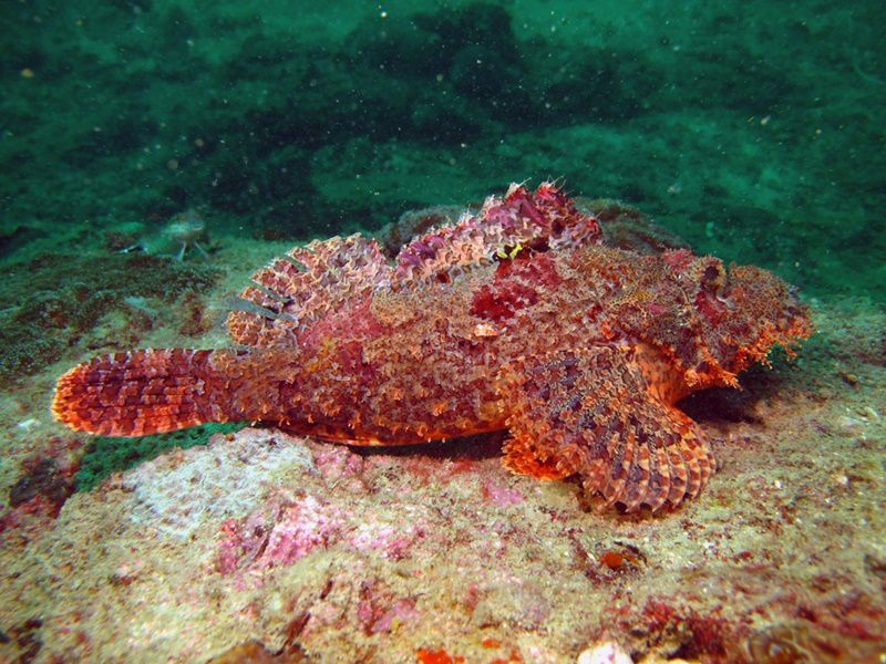 Khi trưởng thành, cá mặt quỷ dài từ 20-50cm, nặng khoảng 1-1,5kg. Cá có phần mình to, rộng, nhiều dầu, có răng sắc nhọn. 13 vây lưng của cá trữ nọc độc, kể cả sau khi chết nọc độc vẫn có thể lưu lại trên cơ thể. 