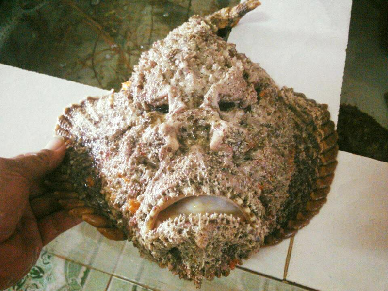 Loài cá mặt quỷ sống ở đáy các vùng biển nông gần bờ. Tại Việt Nam, loài cá hung dữ này sinh sống ở ven biển Nam Trung Bộ như đảo Lý Sơn, Quảng Ngãi, Nha Trang, Bình Thuận,… 