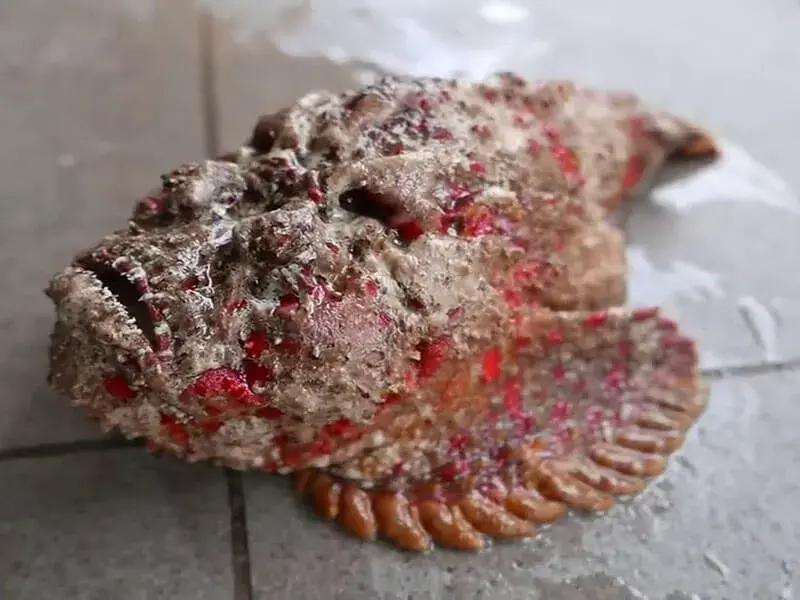 Nhiều người sẵn sàng bỏ ra cả chục triệu để được ăn cá mặt quỷ dù có nọc độc và có vẻ ngoài thách thức người nhìn.