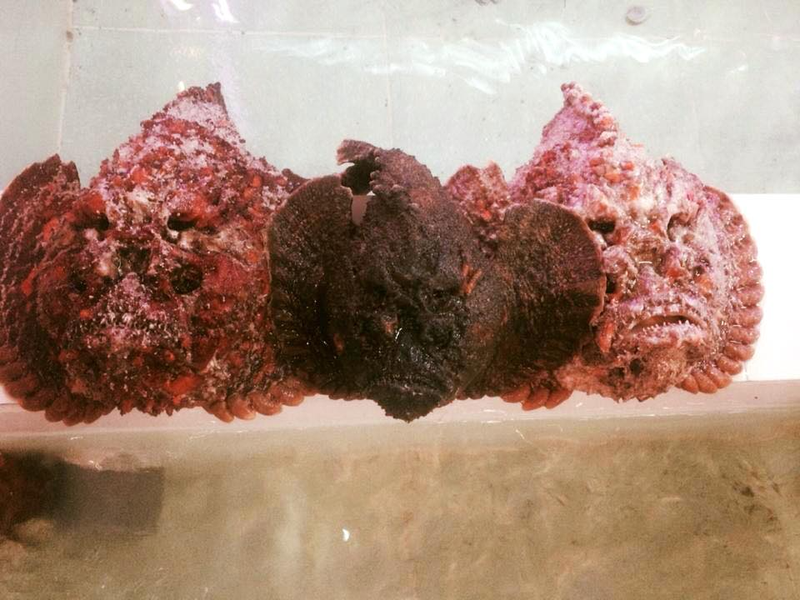 Trái ngược với vẻ ngoài hung dữ và không mấy “thân thiện”, giá trị dinh dưỡng của cá mặt quỷ là rất cao. Loại cá này rất giàu protein 