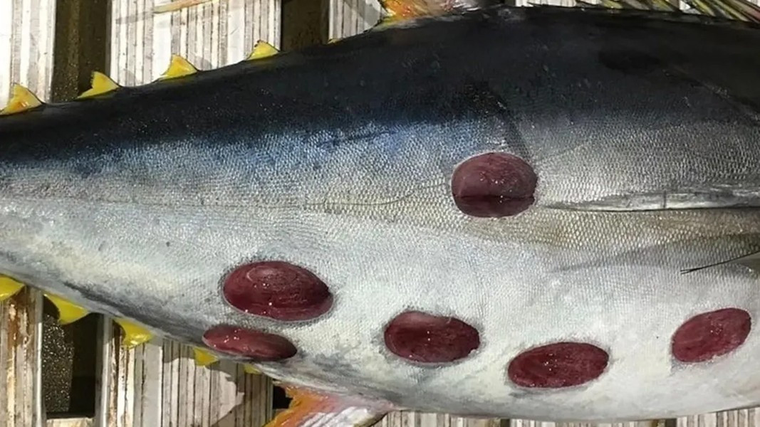 Những vết cắn của cá mập xì gà để lại trên thân một con cá ngừ đại dương