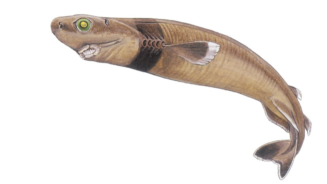 Dù cơ chế săn mồi của cá mập xì gà là điều vẫn chưa được biết rõ, nhưng chắc chắn là không thể xem nhẹ loài cá này 