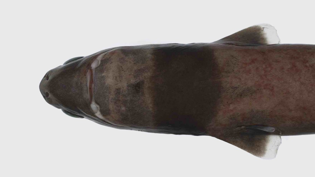 Cá mập xì gà cũng từng ghi nhận tấn công con người vào năm 2009