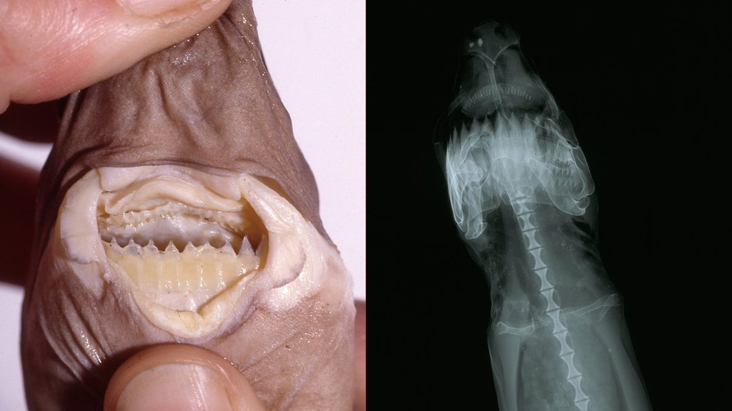Năm 1971, nhà nghiên cứu biển Everett Jones phát hiện trong dạ dày của cá mập xì gà chứa những mẩu thịt của sinh vật mạnh nhất đại dương, mới ngỡ ngàng về loài cá mập này