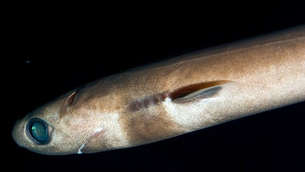 Ban ngày, cá mập xì gà sống ở độ sâu 3.500m tại các vùng biển ẩm trên toàn thế giới và chỉ di chuyển lên trên vào ban đêm 