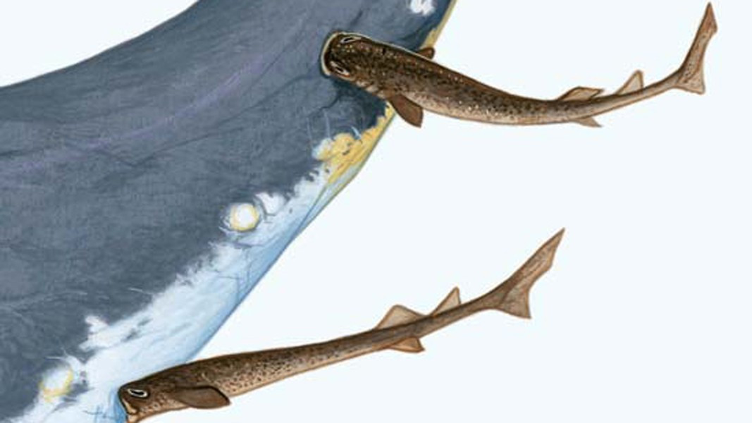 Cá mập xì gà còn được biết là có thể tấn công tàu ngầm hạt nhân và gây ra thiệt hại nghiêm trọng 