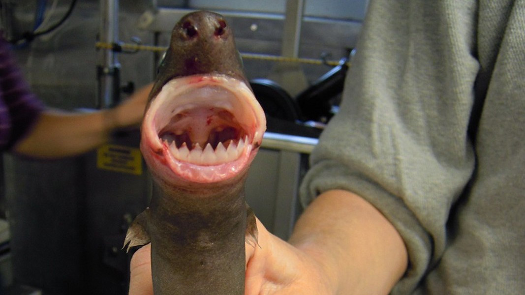 Khi bắt đầu nghiên cứu miệng và những chiếc răng giống như răng cưa của loài cá mập này, các nhà khoa học mới hiểu được mức độ nguy hiểm của chúng