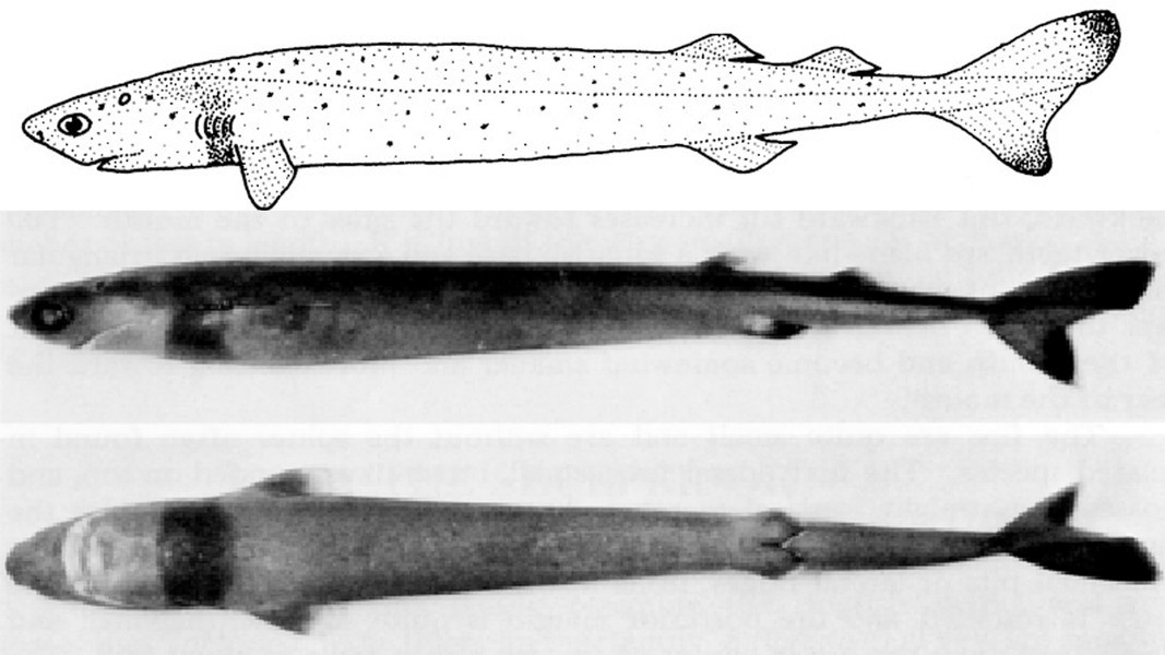 Những năm 1970, cá mập xì gà từng tấn công vào các bộ phận mềm của tàu ngầm như dây cáp lộ hay vòm cao su, khiến những con tàu này không thể di chuyển, thậm chí khiến dầu bị rò rỉ 