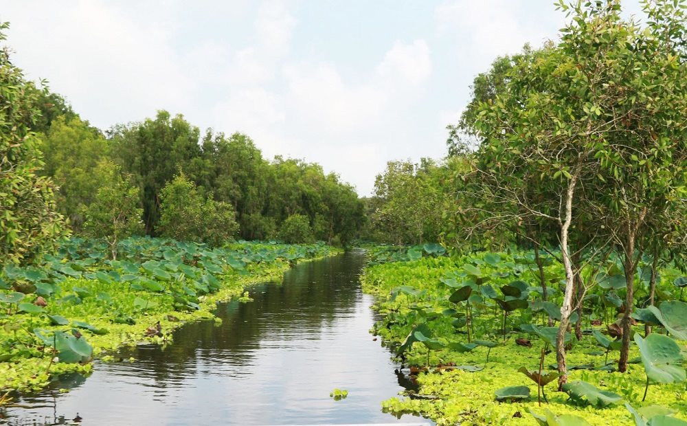 Rung tram Tra Su dep nhu tranh trong phim “Dat rung phuong Nam”-Hinh-4