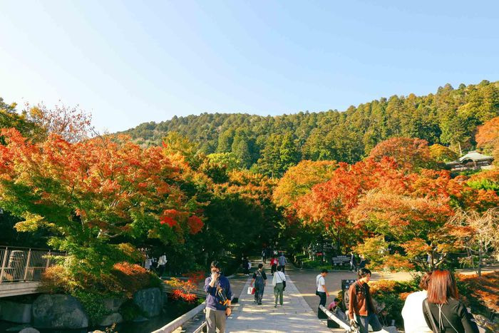 Chùa nằm trên một ngọn núi, bao phủ bởi những tán phong. Vào Thu, lá dần chuyển sang màu đỏ đẹp mắt. Ảnh: Nguyễn Vân