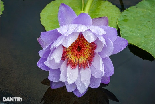 Nguoi nong dan lai tao duoc nhieu giong hoa sen, sung la o Da Nang-Hinh-3