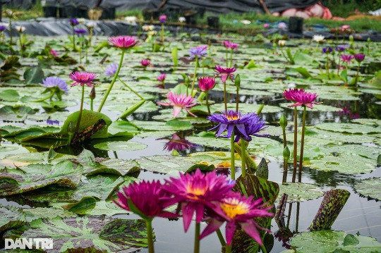 Nguoi nong dan lai tao duoc nhieu giong hoa sen, sung la o Da Nang-Hinh-2