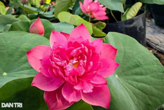 Nguoi nong dan lai tao duoc nhieu giong hoa sen, sung la o Da Nang-Hinh-4